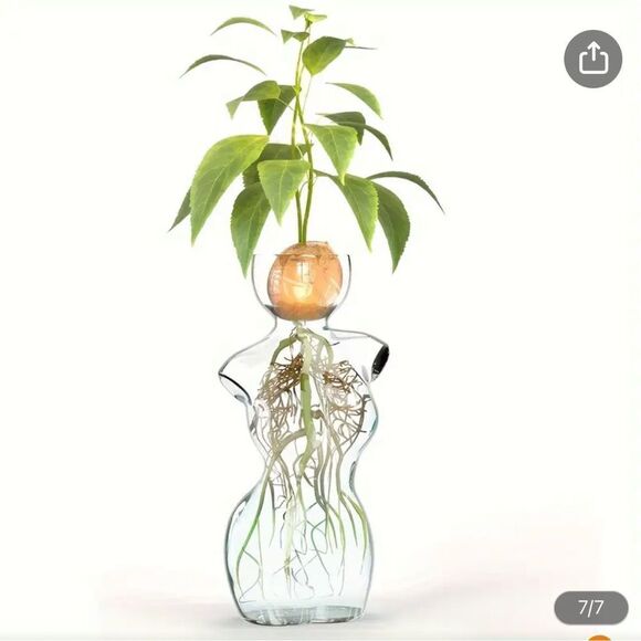 Elegant Glass Vase with Green Plant - Picture 3 of 7